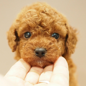 トイプードル(1612)ｺｯﾀ/子犬出産|プードルブリーダー愛知県日進市ペッツファン